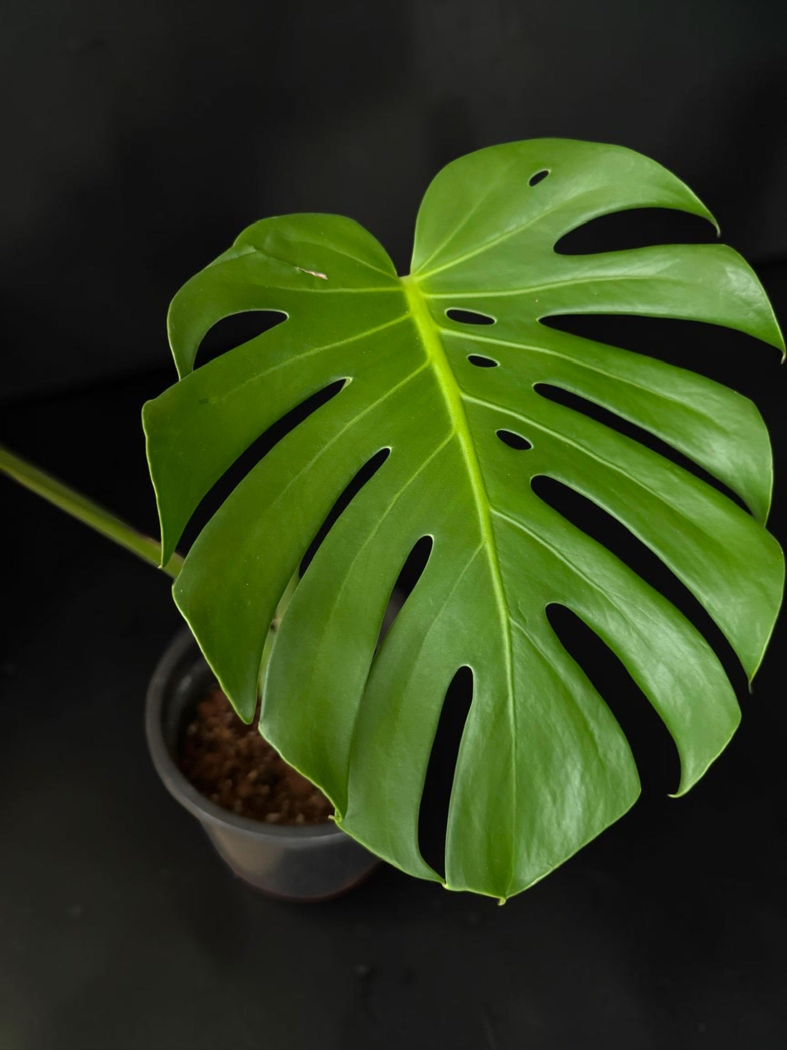 Monstera deliciosa — Fenestrated Green Monstera – Native Elements
