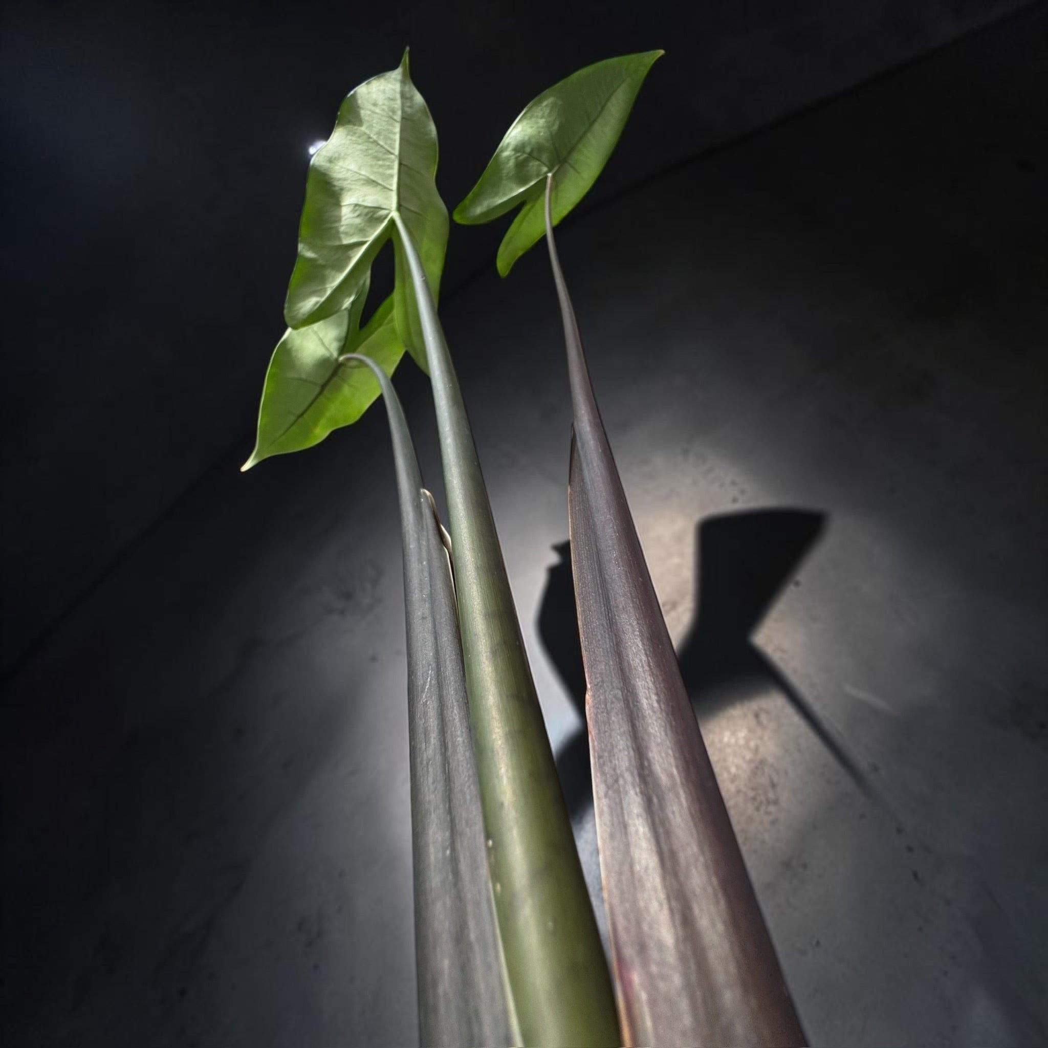 Alocasia Zebrina Black Stem — Black Zebrina