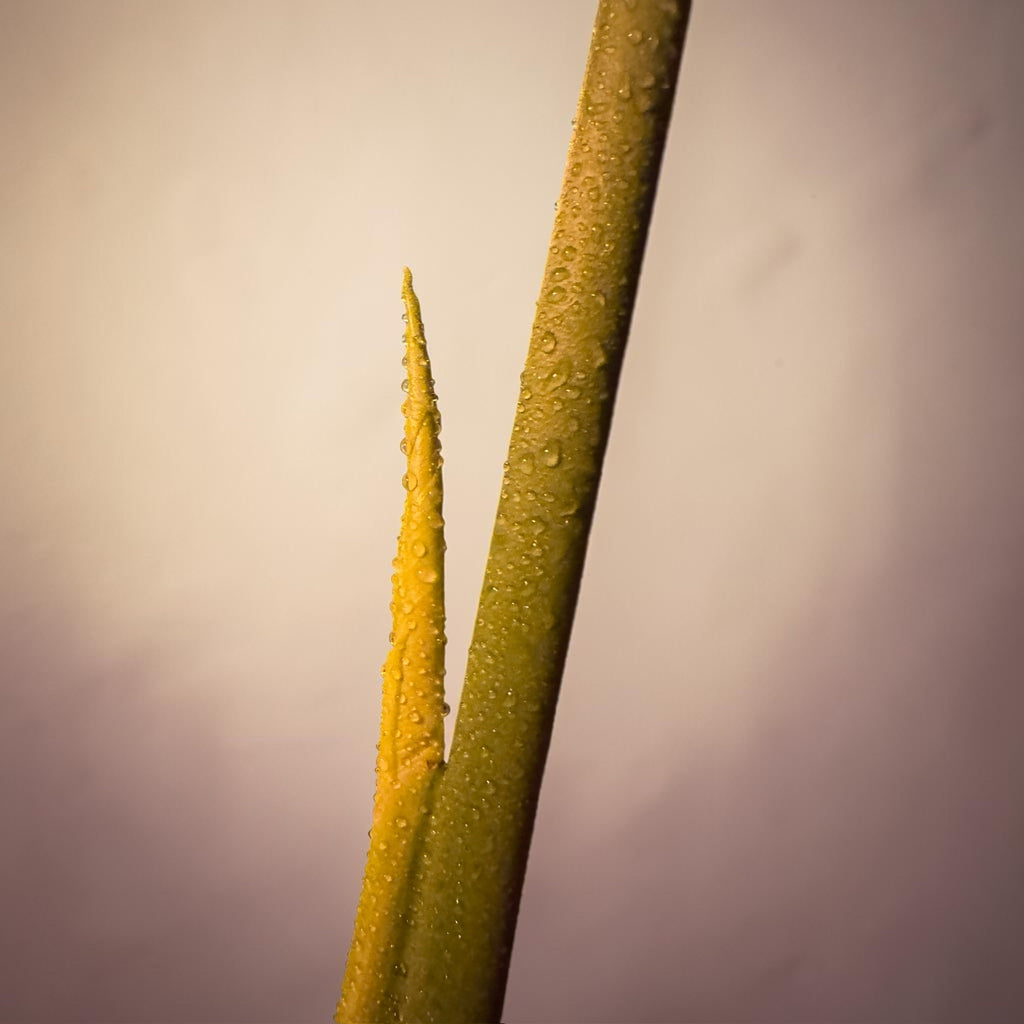 Monstera deliciosa — Mature Green Monstera