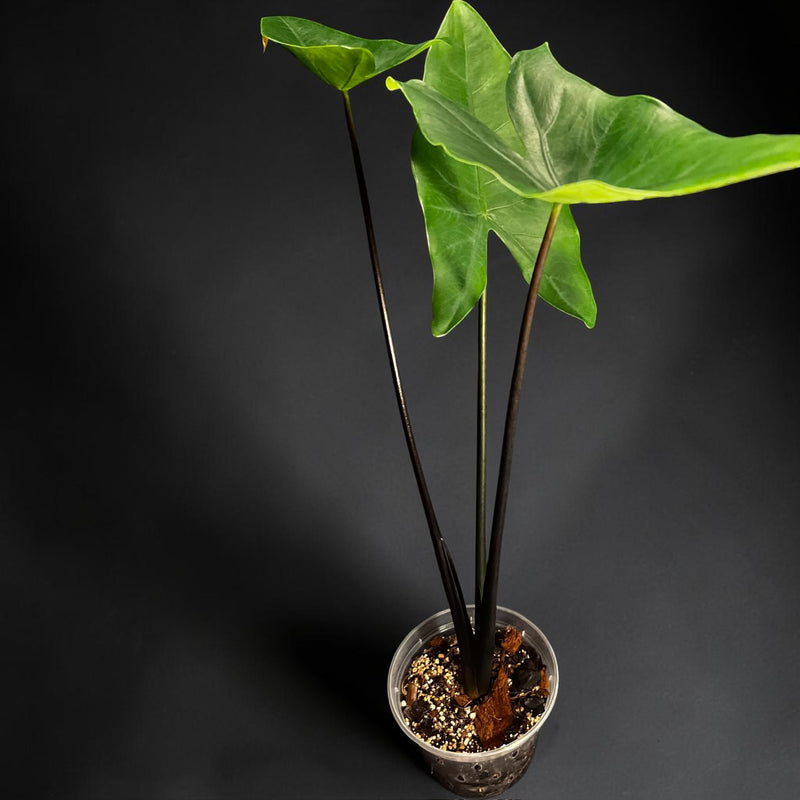 Alocasia Zebrina Black Stem — Black Zebrina