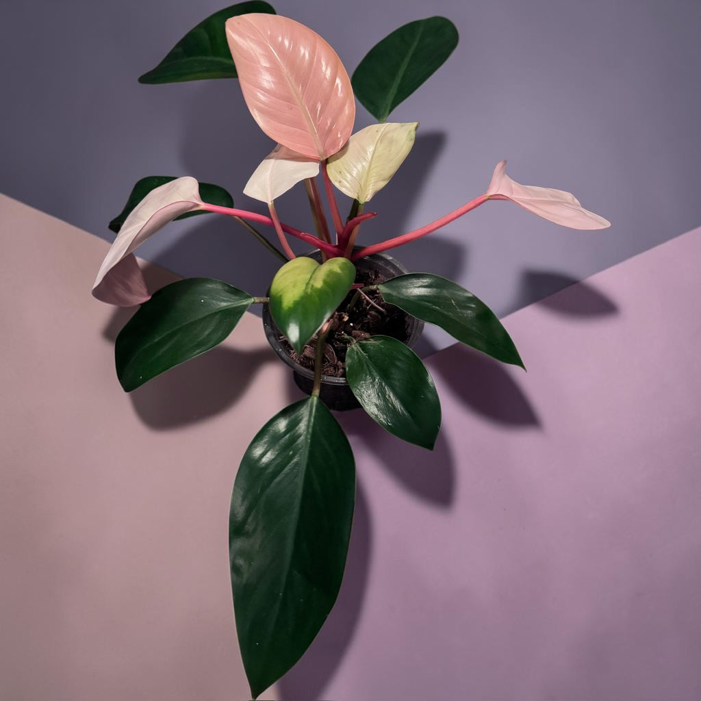 Philodendron “Pink Congo”