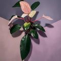Philodendron “Pink Congo”
