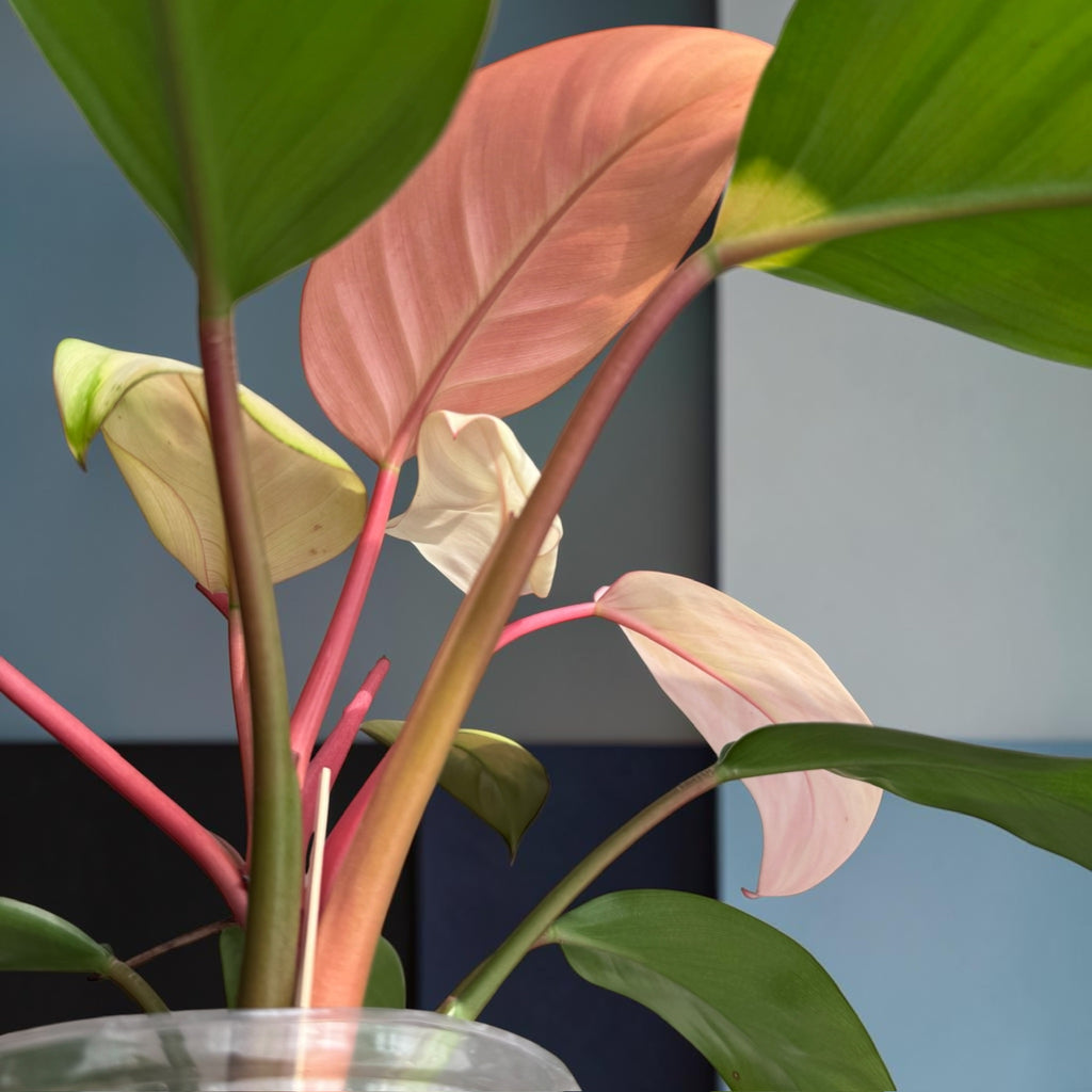 Philodendron “Pink Congo”