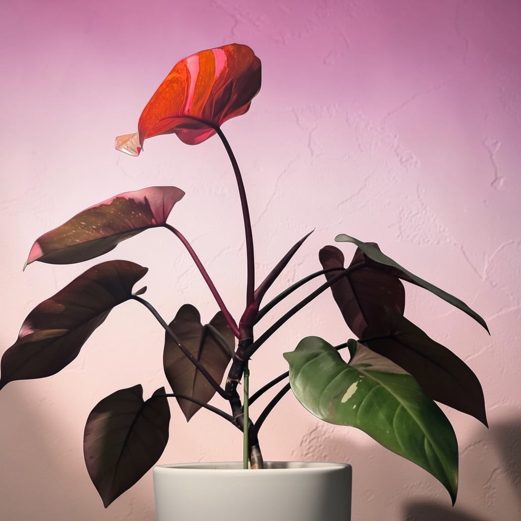 Philodendron “Pink Princess”