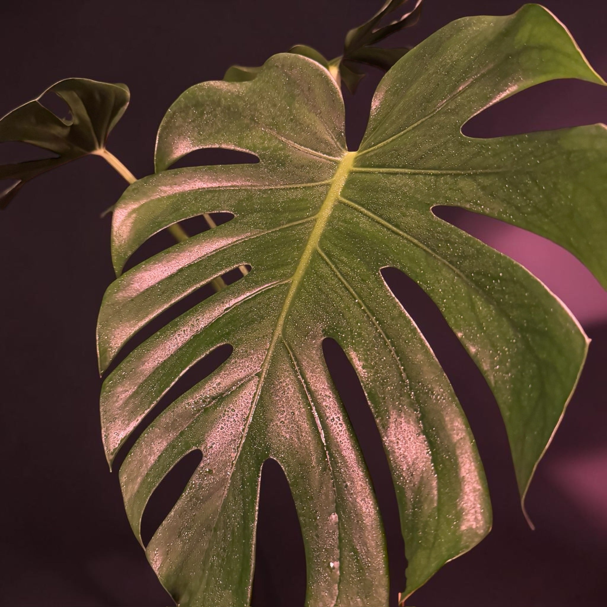 Monstera deliciosa — Mature Green Monstera
