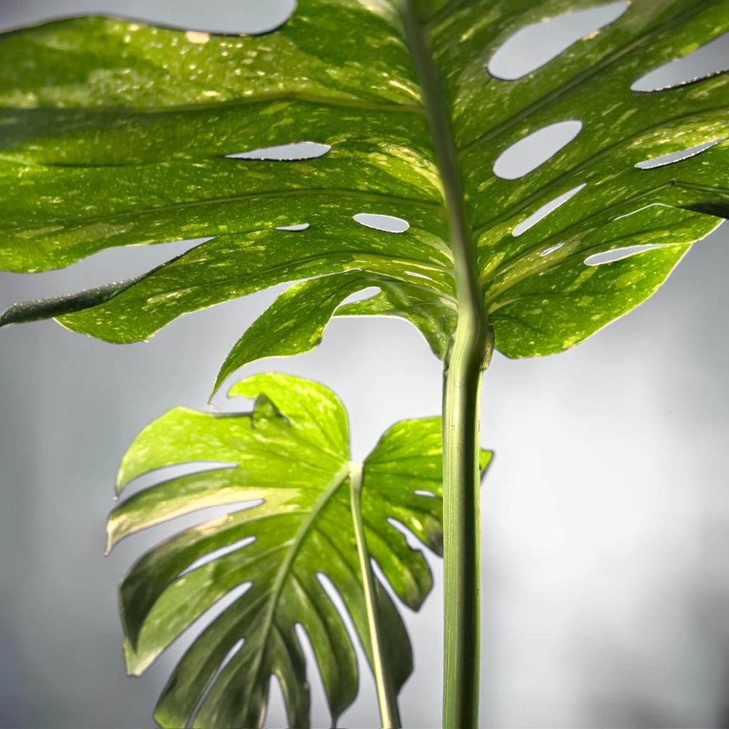 Monstera deliciosa “Thai Constellation”