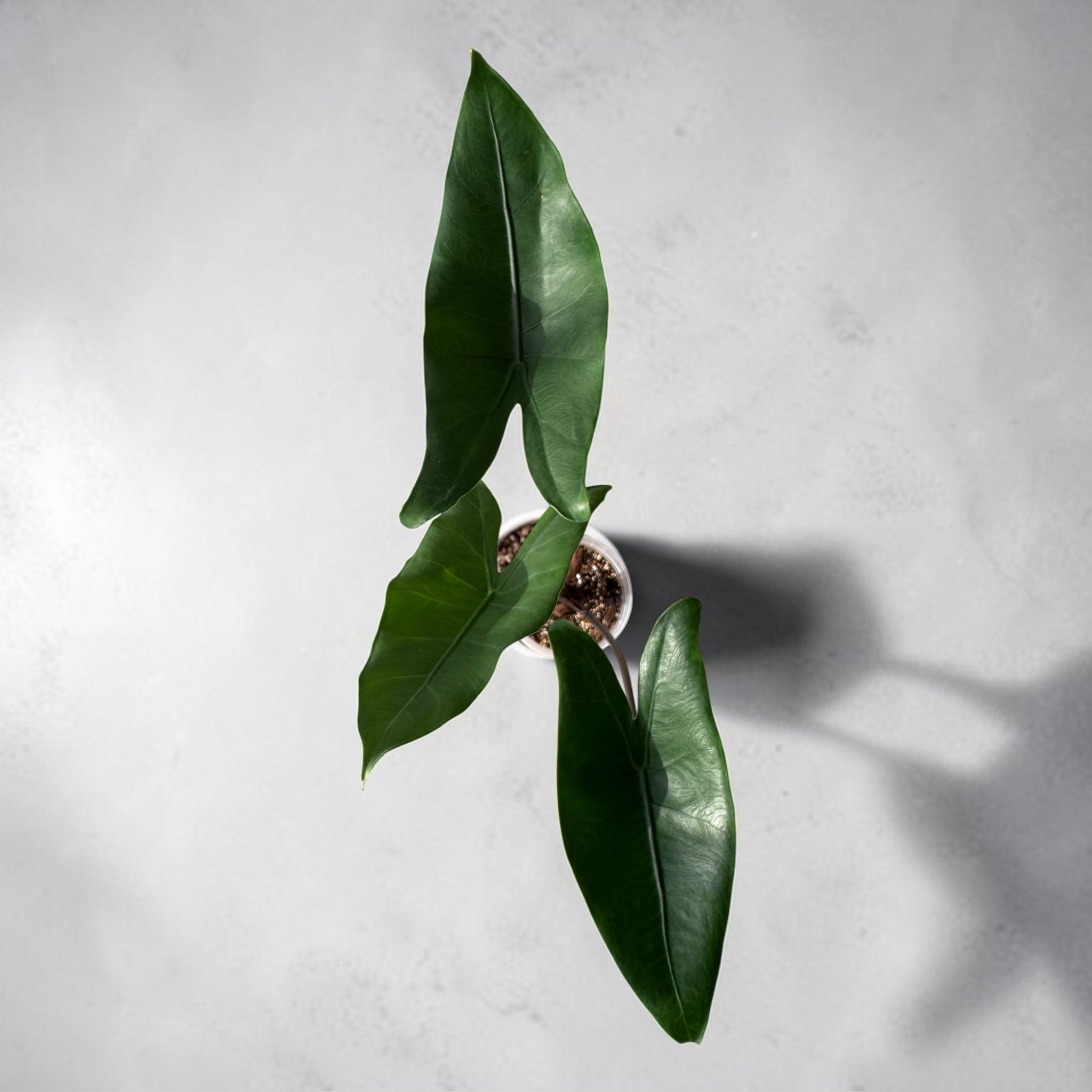 Alocasia Zebrina Black Stem — Black Zebrina
