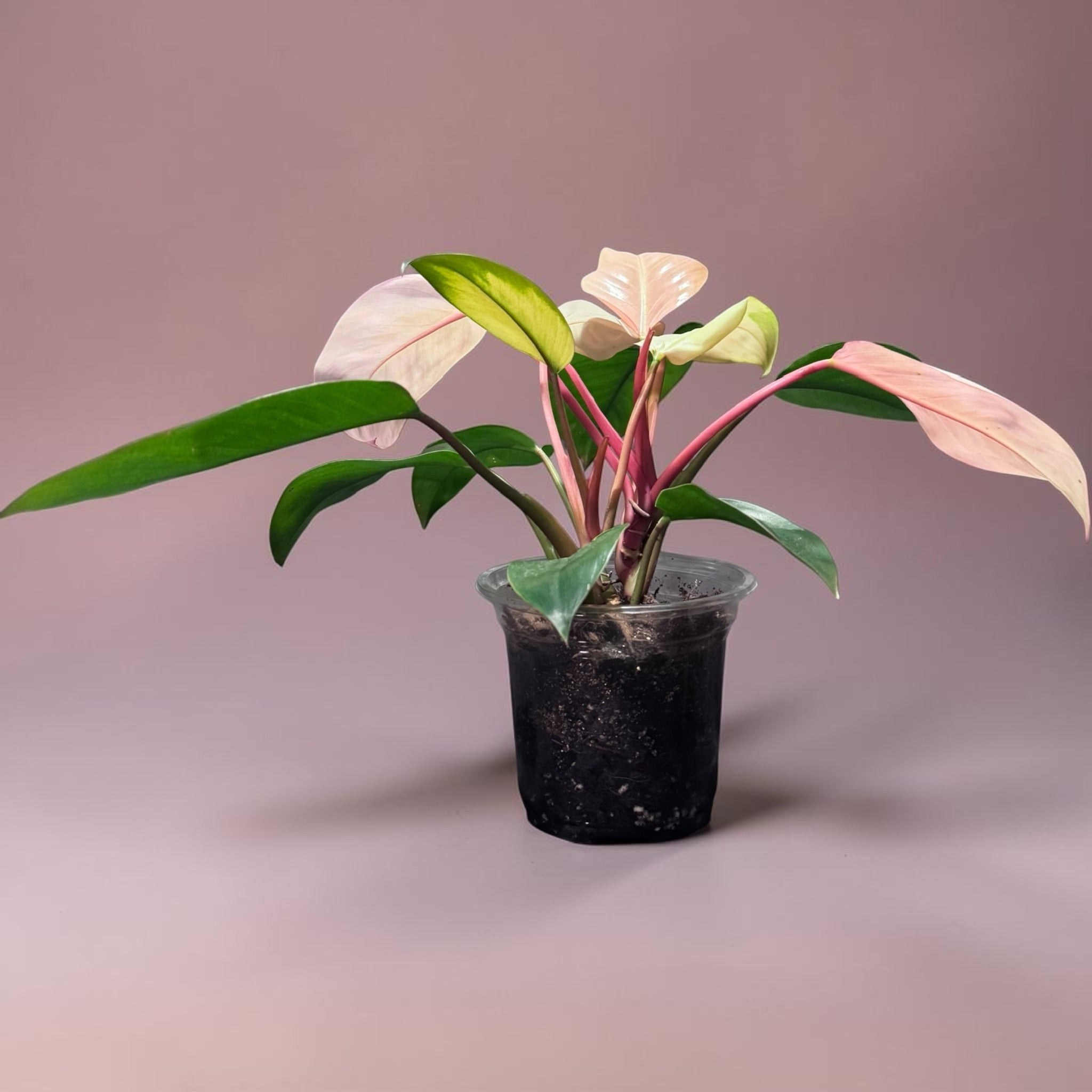Philodendron “Pink Congo”