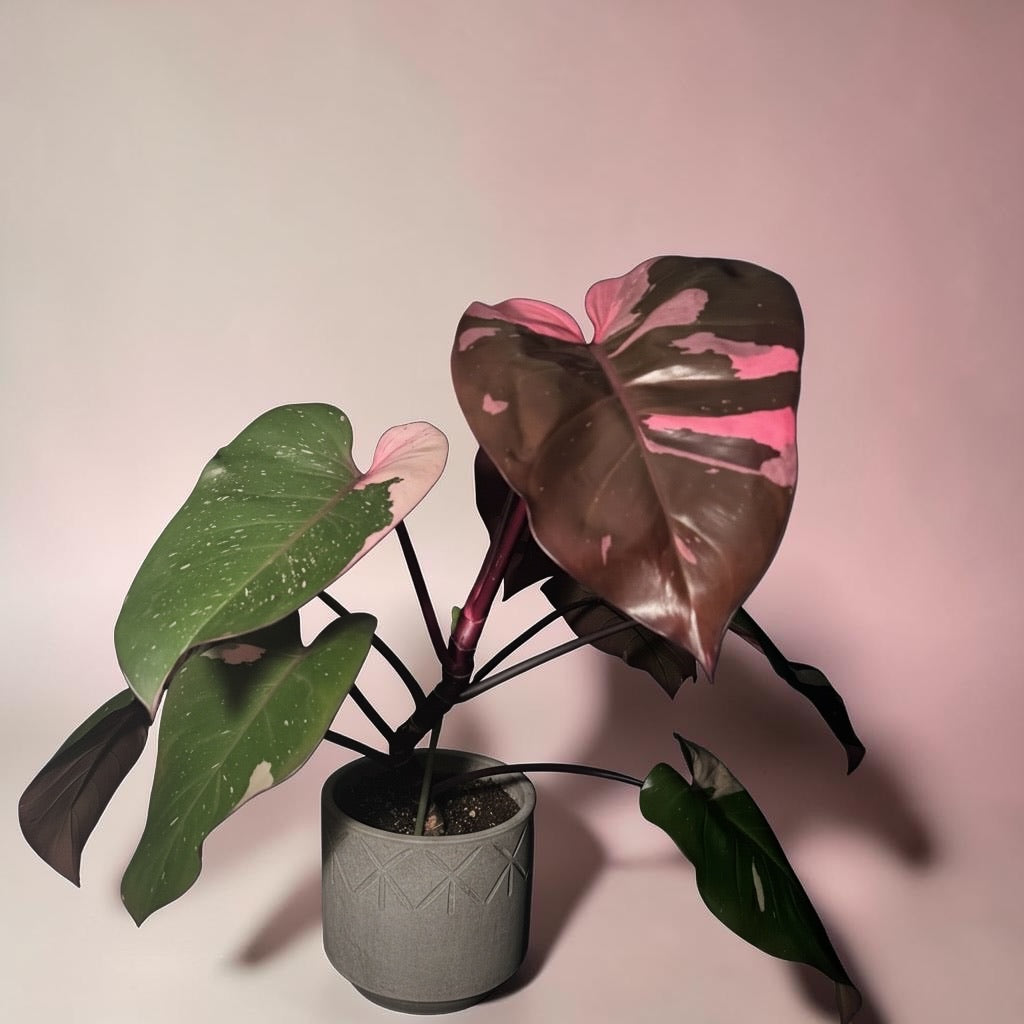 Philodendron “Pink Princess”
