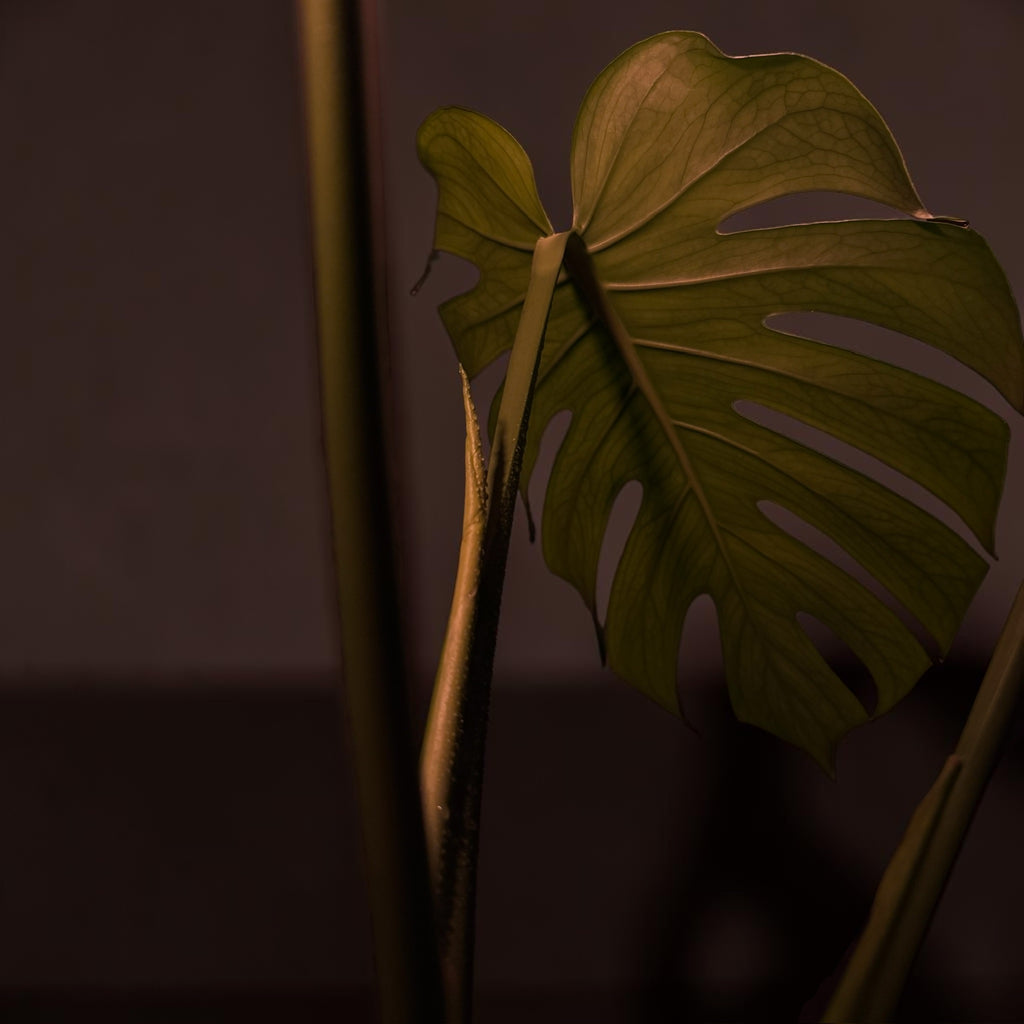 Monstera deliciosa — Mature Green Monstera