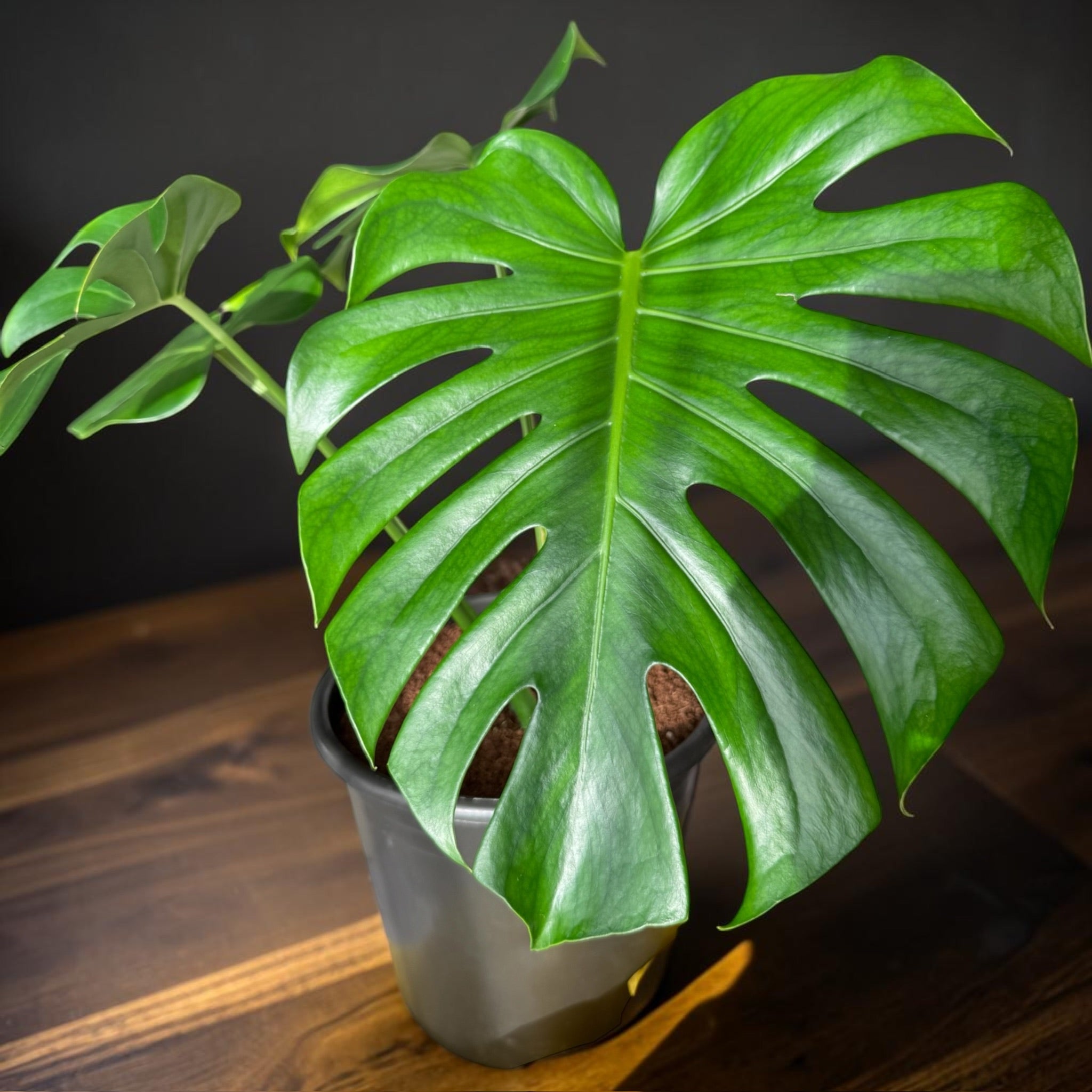 Monstera deliciosa — Mature Green Monstera – Native Elements