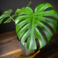 Monstera deliciosa — Mature Green Monstera
