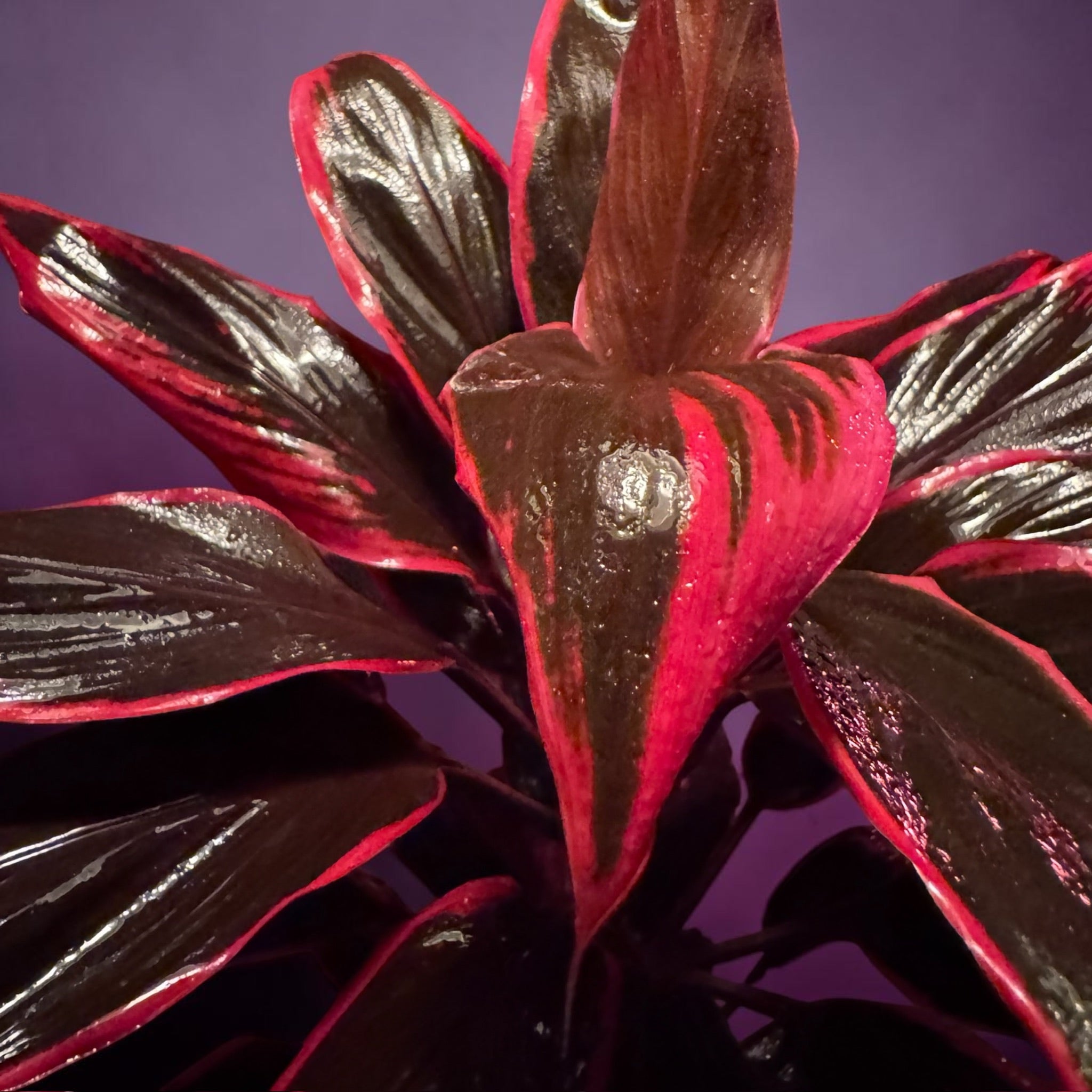 Hawaiian Red TI plant