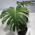Monstera deliciosa “Thai Constellation”