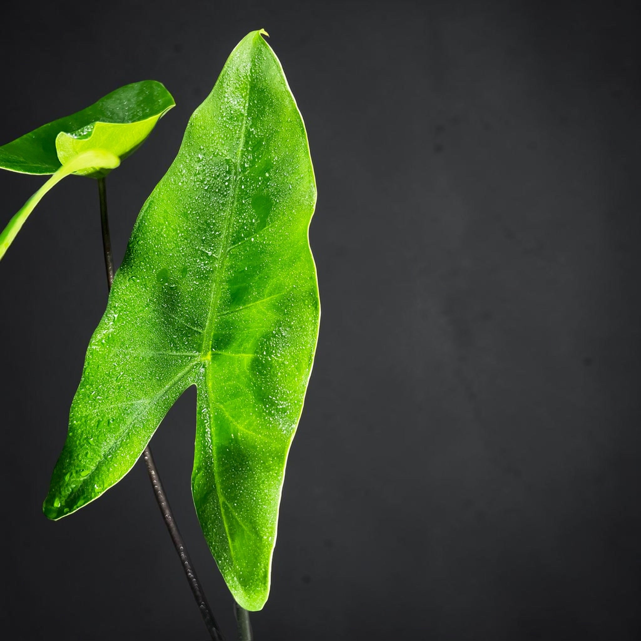 Alocasia Zebrina Black Stem — Black Zebrina