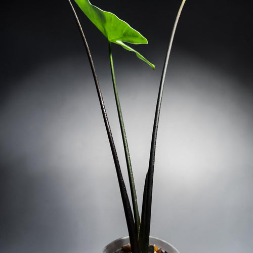 Alocasia Zebrina Black Stem — Black Zebrina