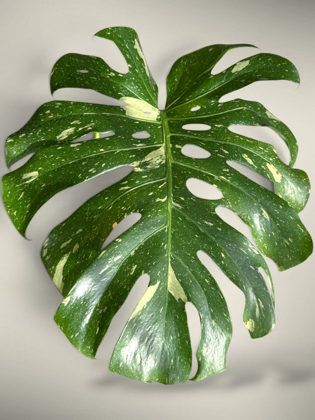 Monstera deliciosa “Thai Constellation”
