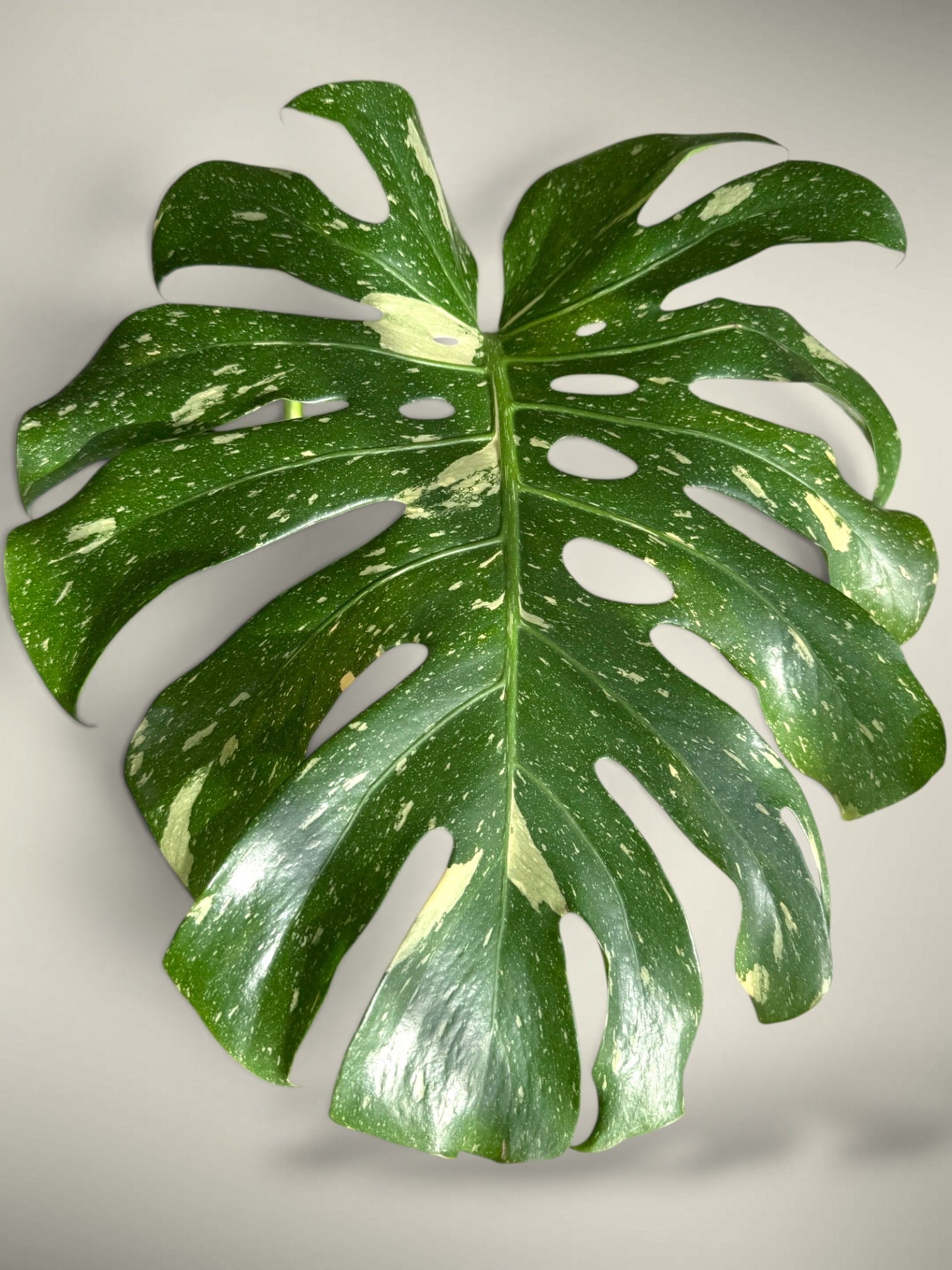Monstera deliciosa “Thai Constellation”