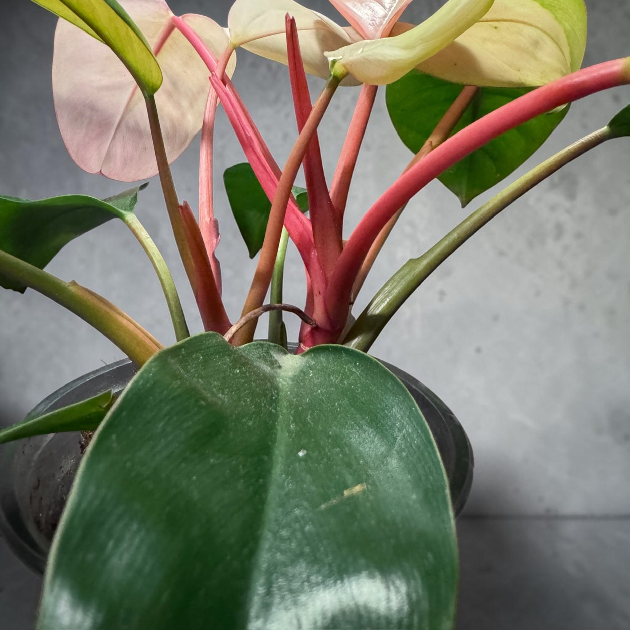 Philodendron “Pink Congo”