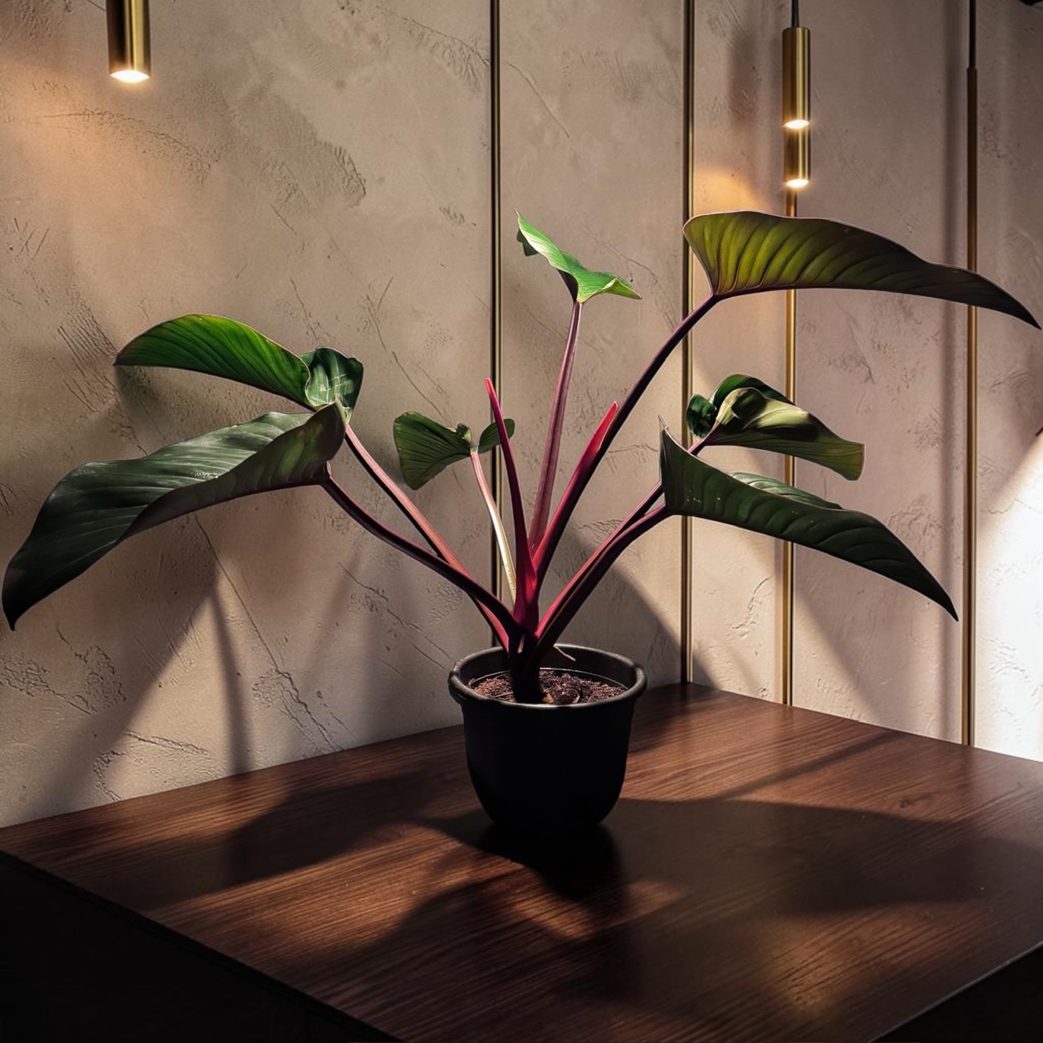 Philodendron “Congo Rojo”