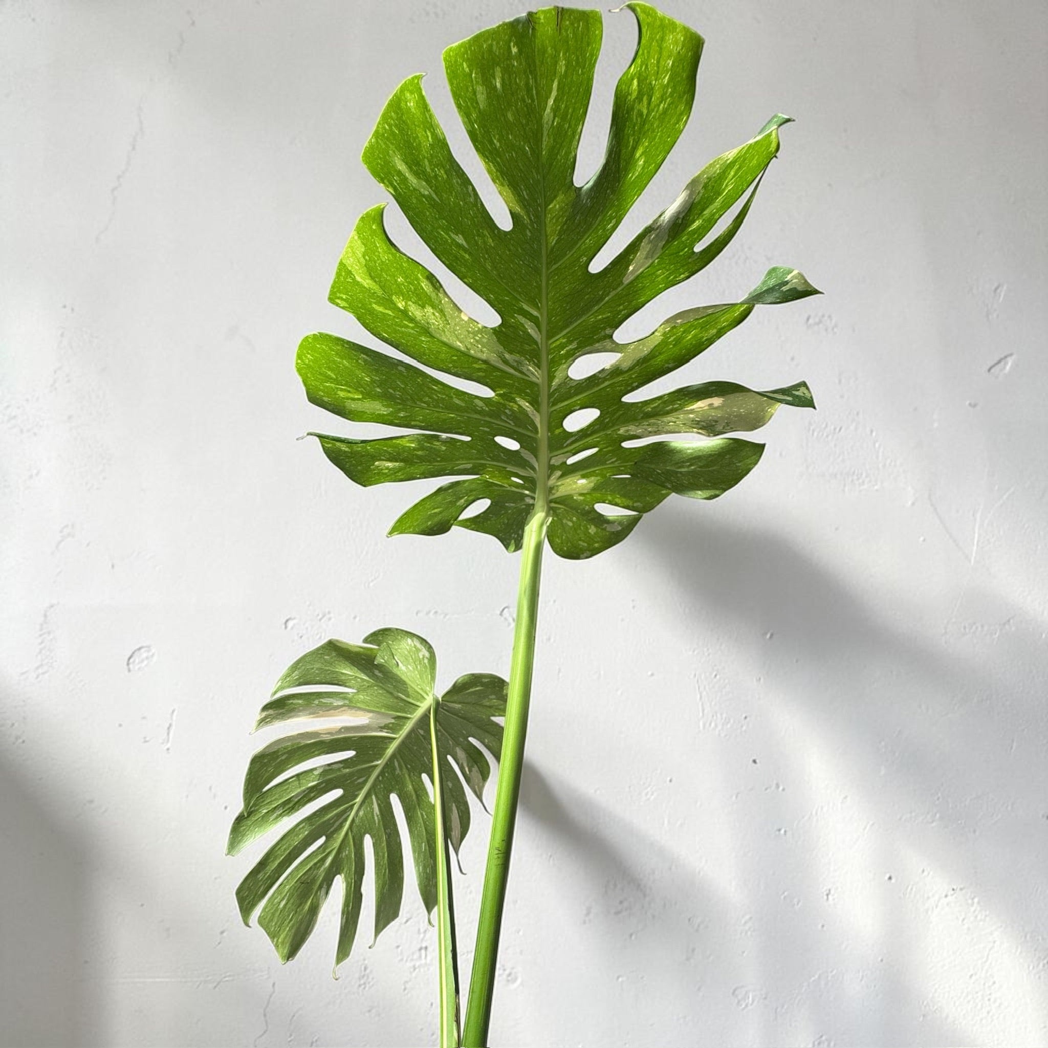 Monstera deliciosa “Thai Constellation”