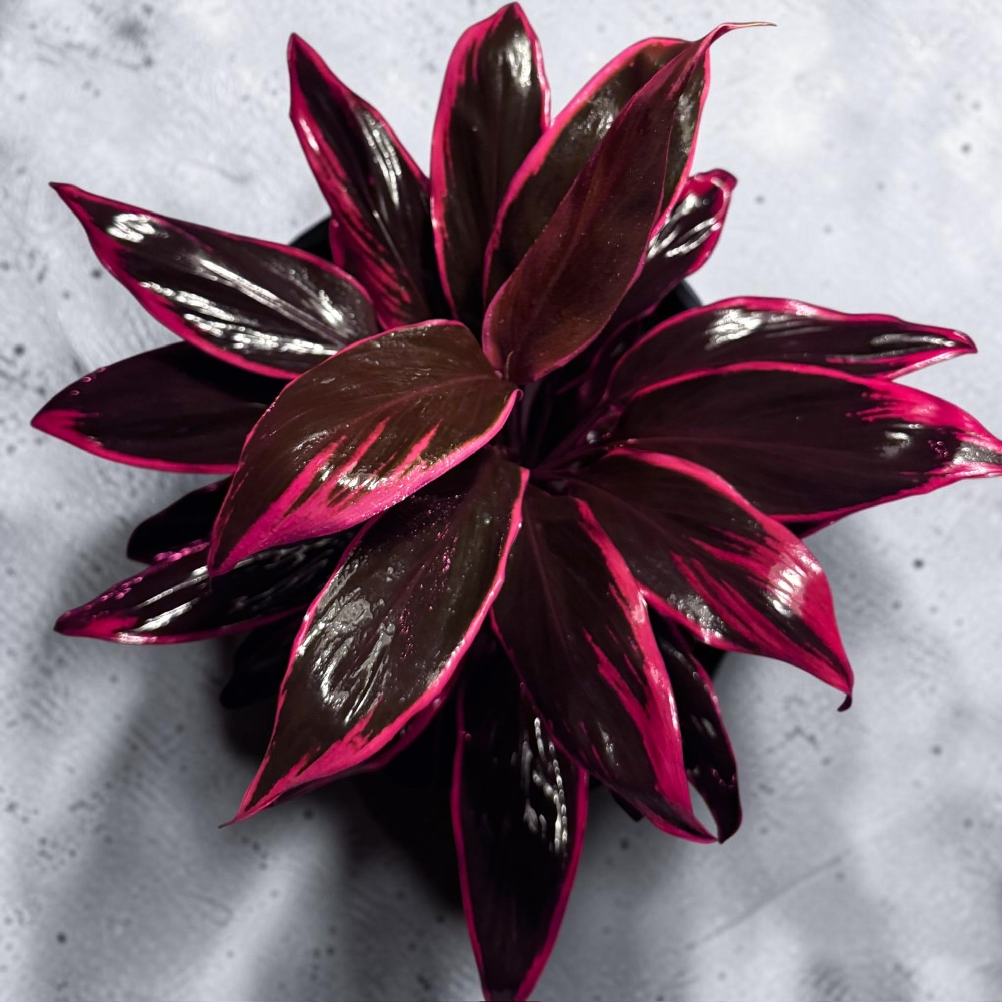 Hawaiian Red TI plant