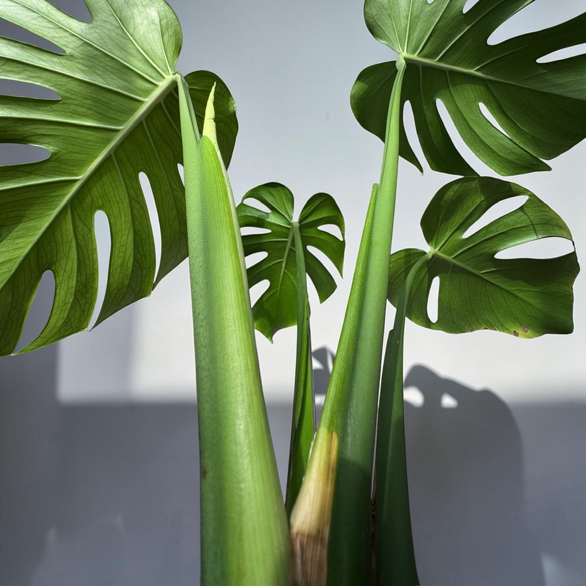 Monstera deliciosa — Mature Green Monstera