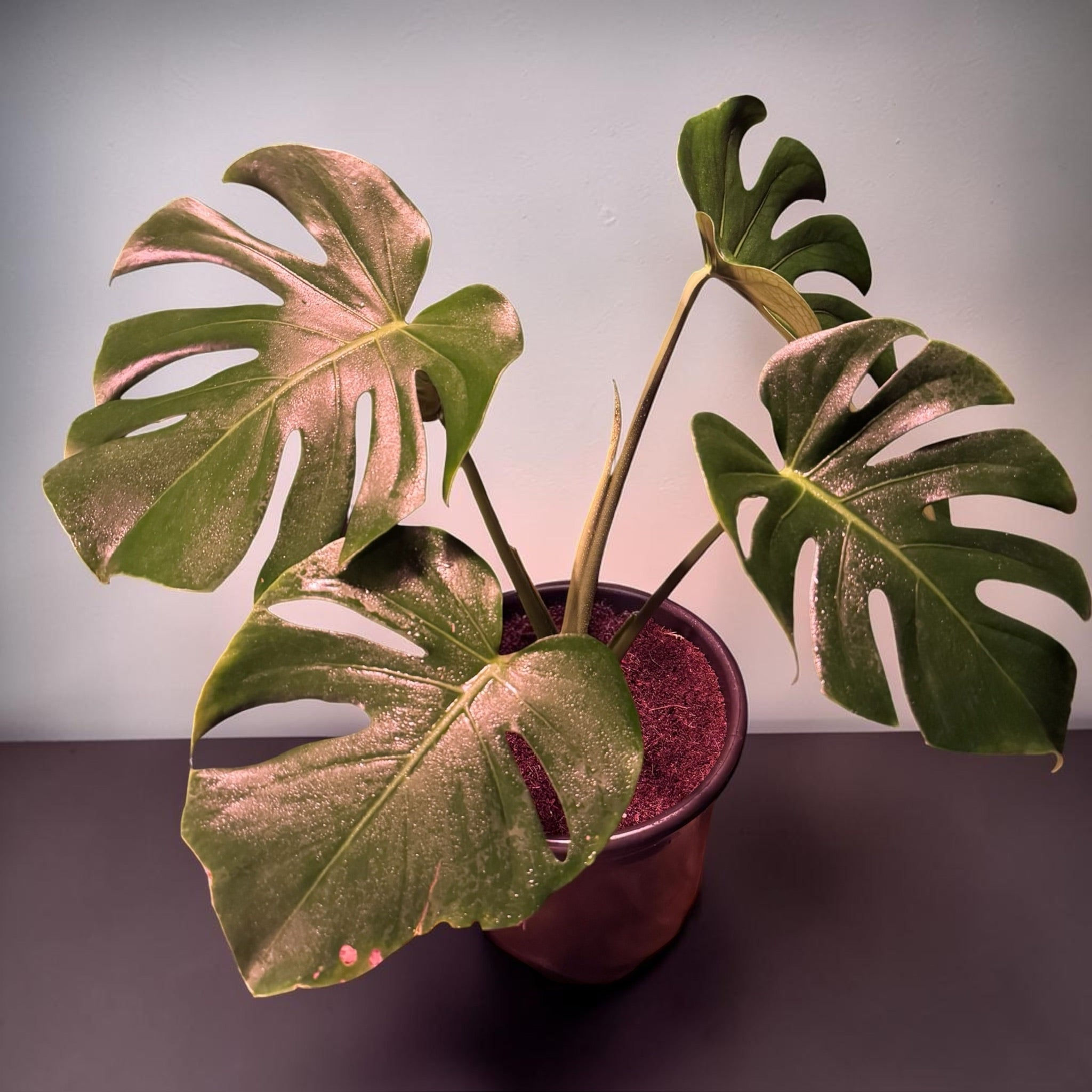 Monstera deliciosa — Mature Green Monstera