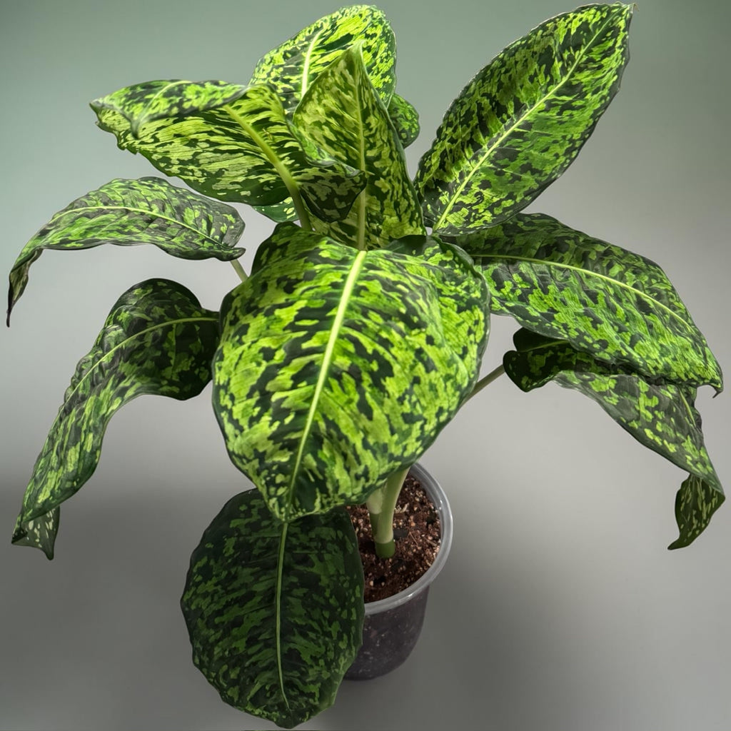 Dieffenbachia "Reflector"