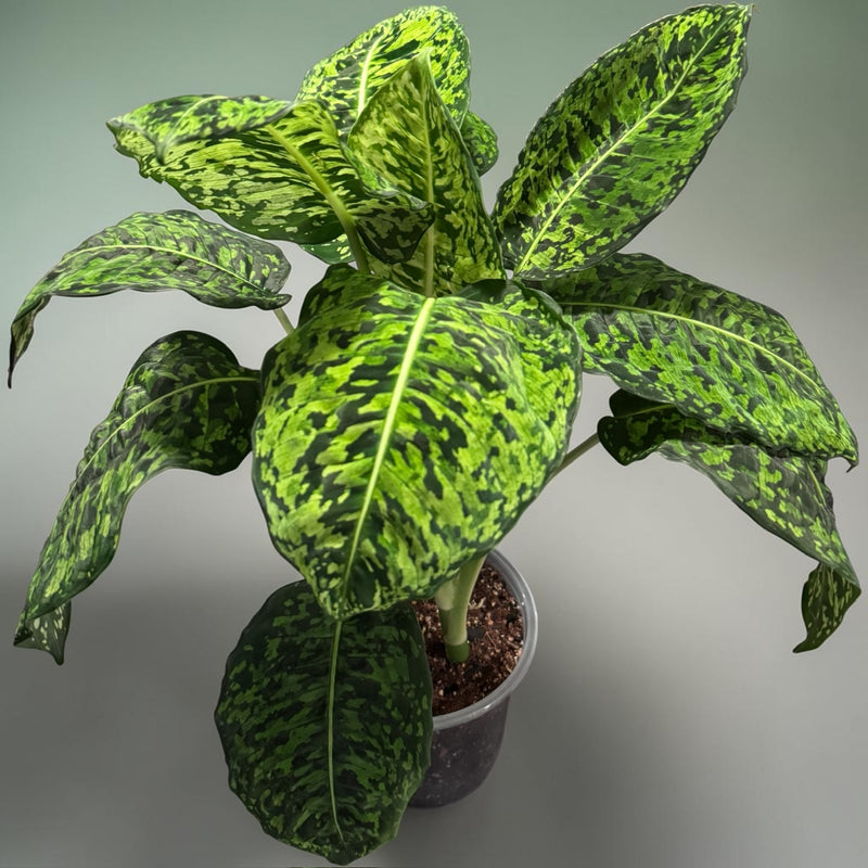 Dieffenbachia "Reflector"