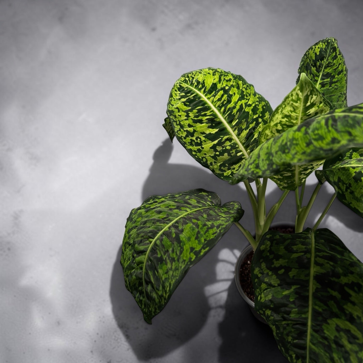 Dieffenbachia "Reflector"