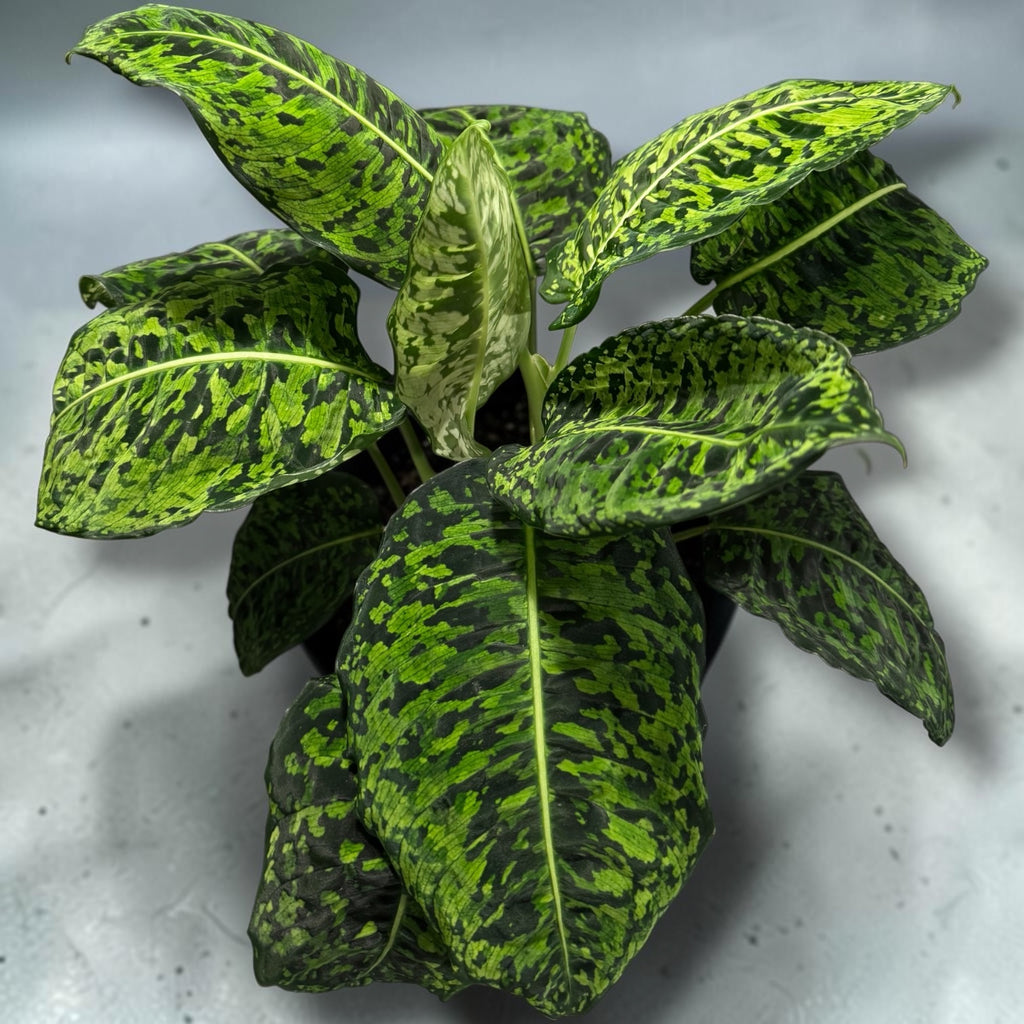 Dieffenbachia "Reflector"