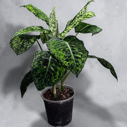 Dieffenbachia "Reflector"