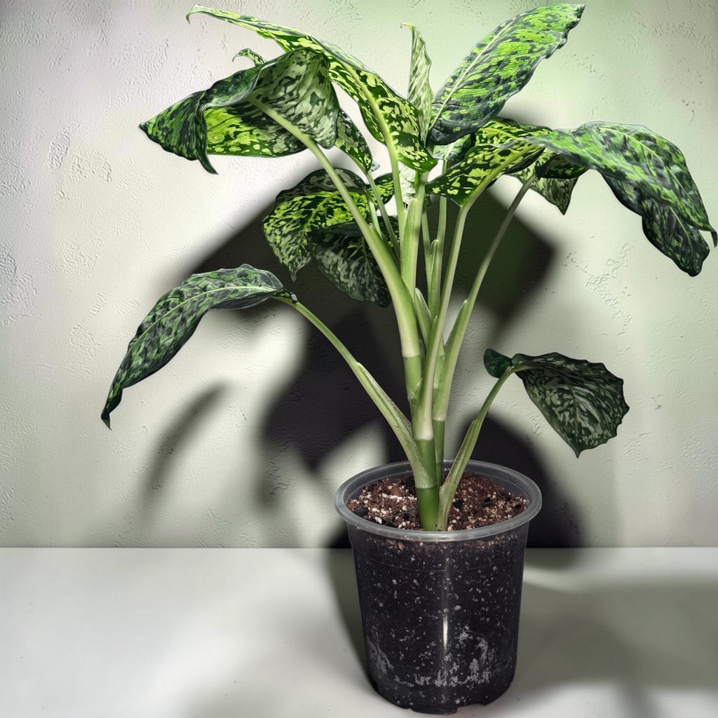 Dieffenbachia "Reflector"