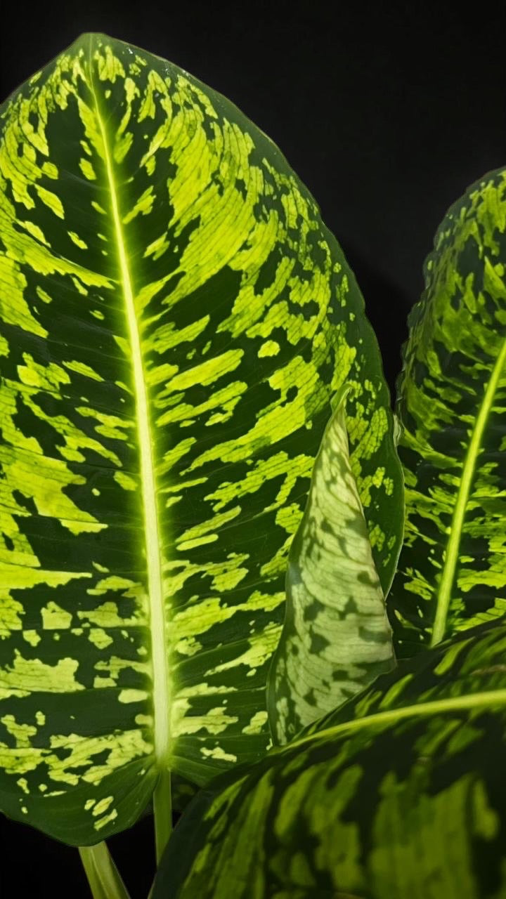 Dieffenbachia "Reflector"