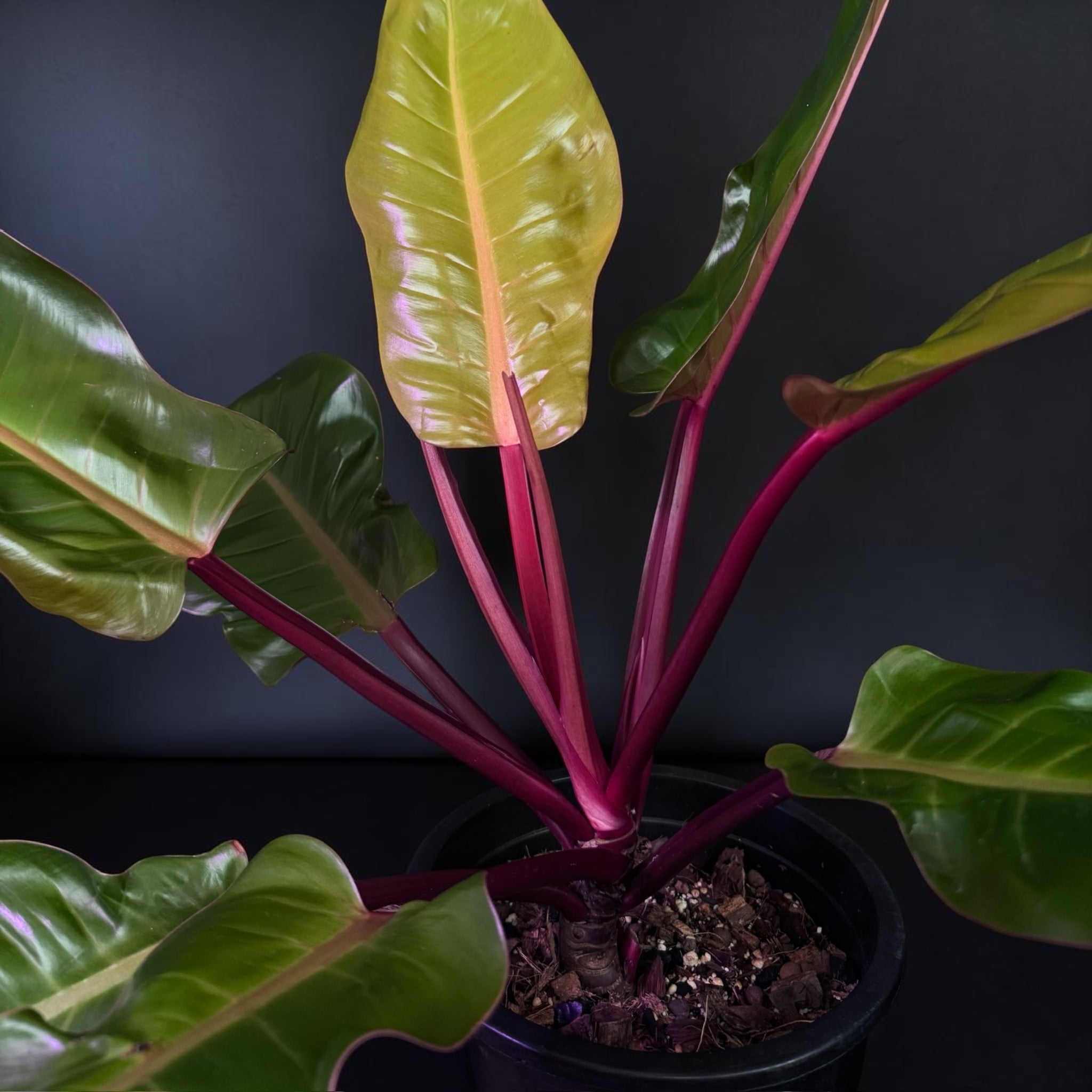 Philodendron ‘Prince of Orange’ — Mature Plant
