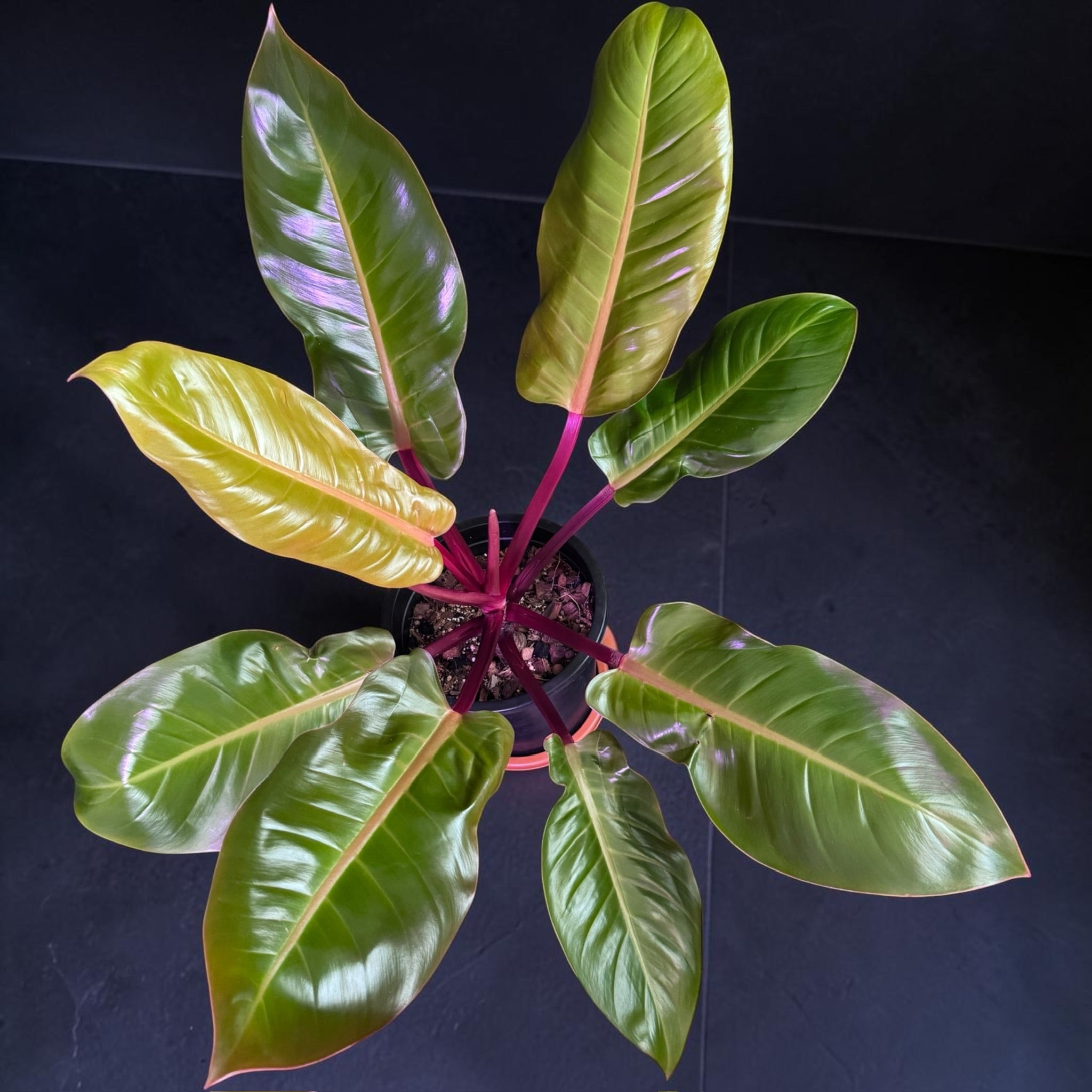 Philodendron ‘Prince of Orange’ — Mature Plant
