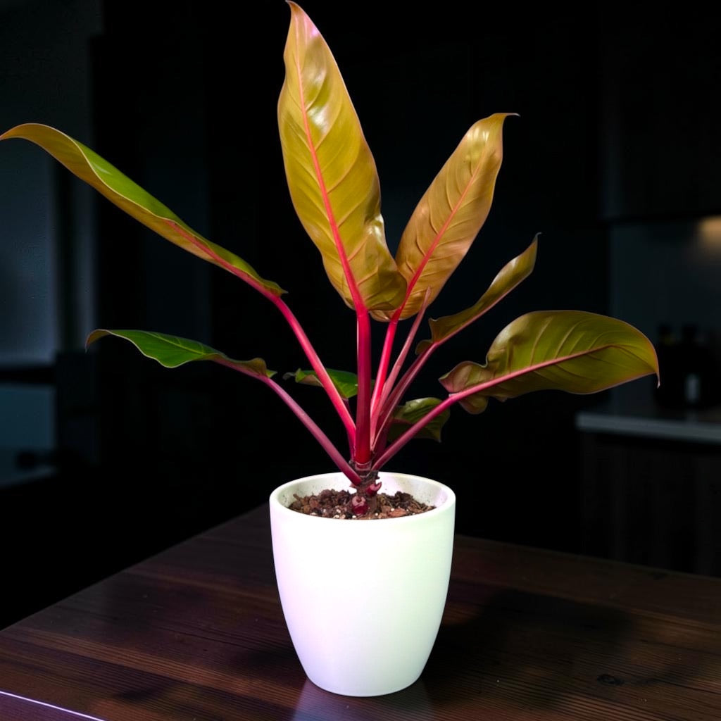 Philodendron ‘Prince of Orange’ — Mature Plant