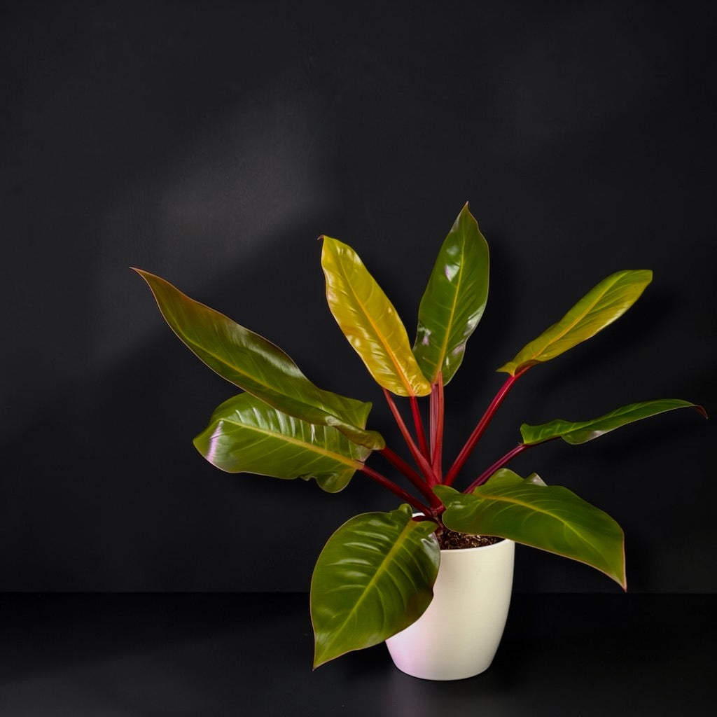 Philodendron ‘Prince of Orange’ — Mature Plant