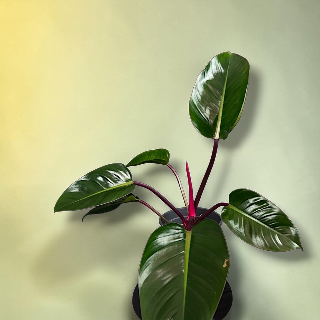 Philodendron ‘Rojo Congo’