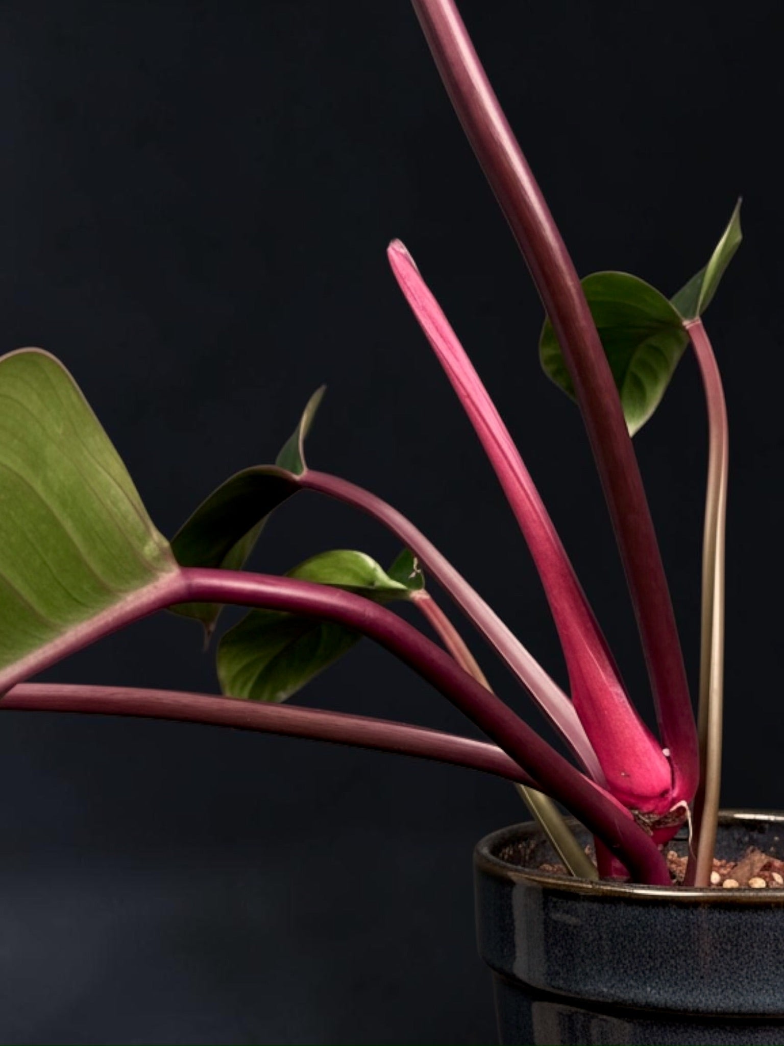 Philodendron ‘Rojo Congo’