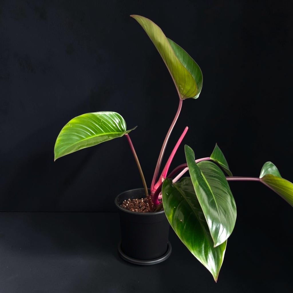 Philodendron ‘Rojo Congo’