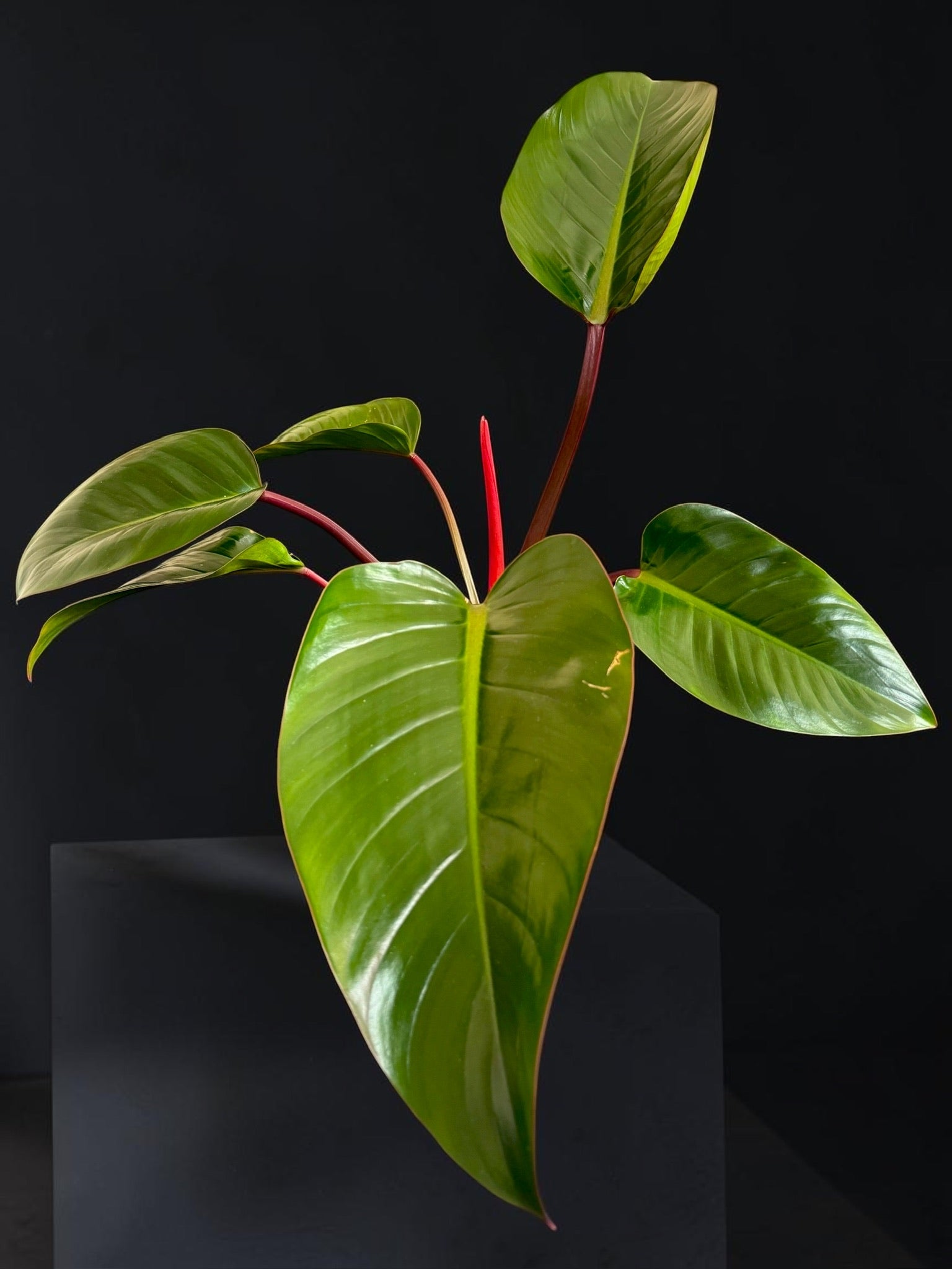 Philodendron ‘Rojo Congo’