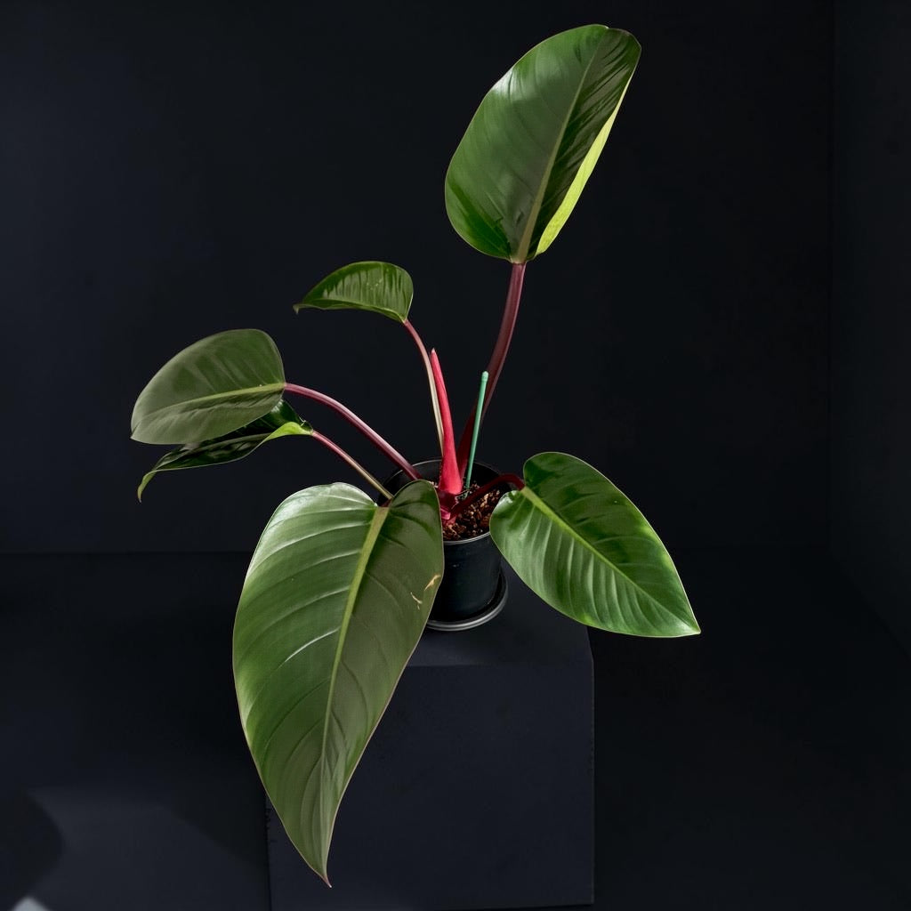 Philodendron ‘Rojo Congo’