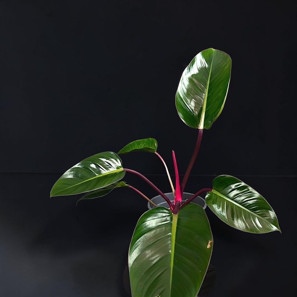 Philodendron ‘Rojo Congo’