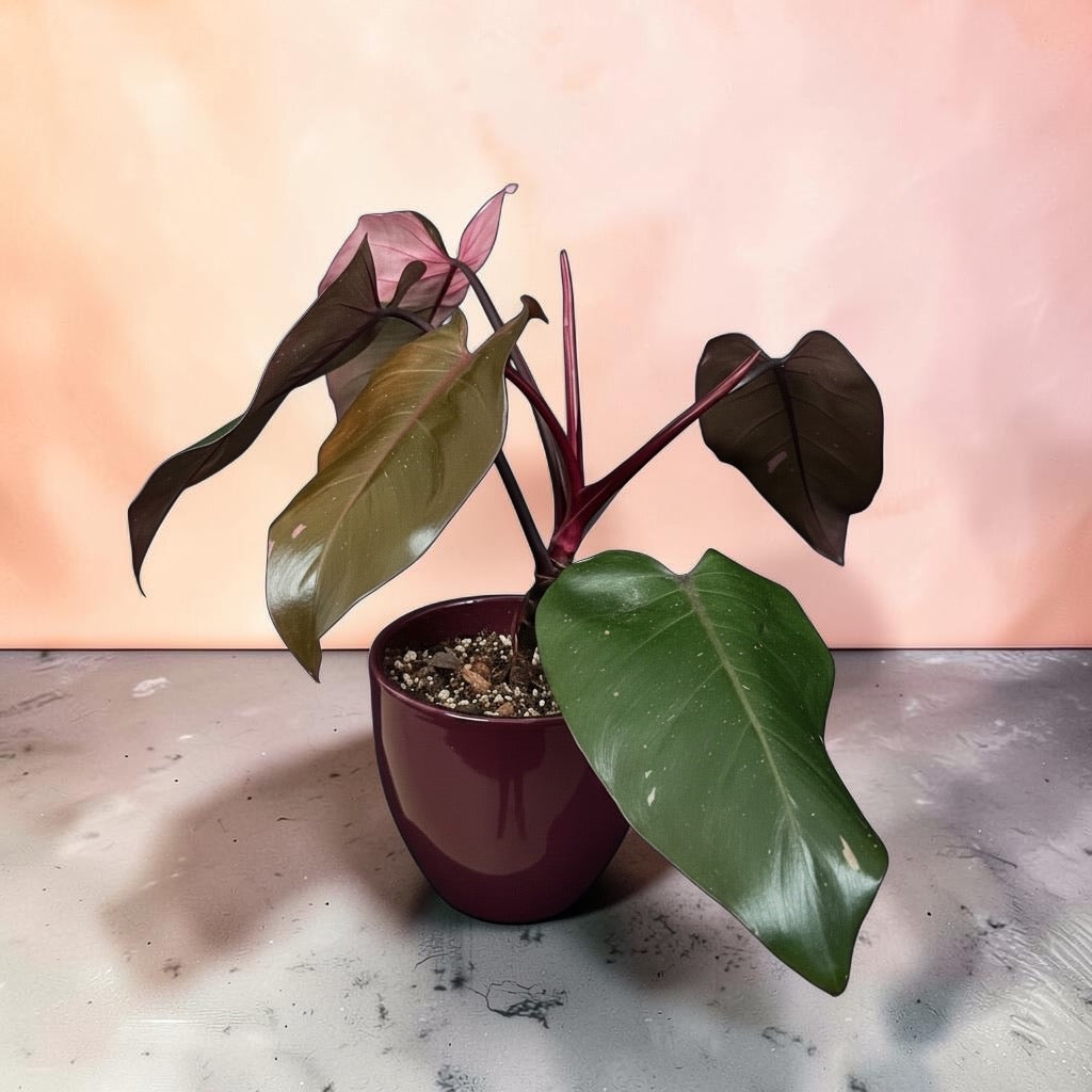 Philodendron ‘Pink Princess’