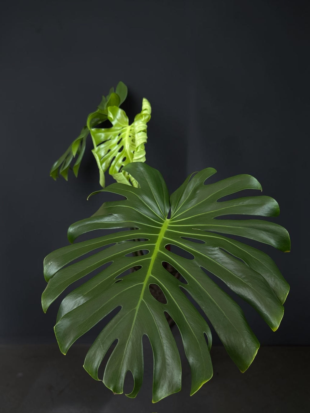 Monstera deliciosa — Mature Green Monstera