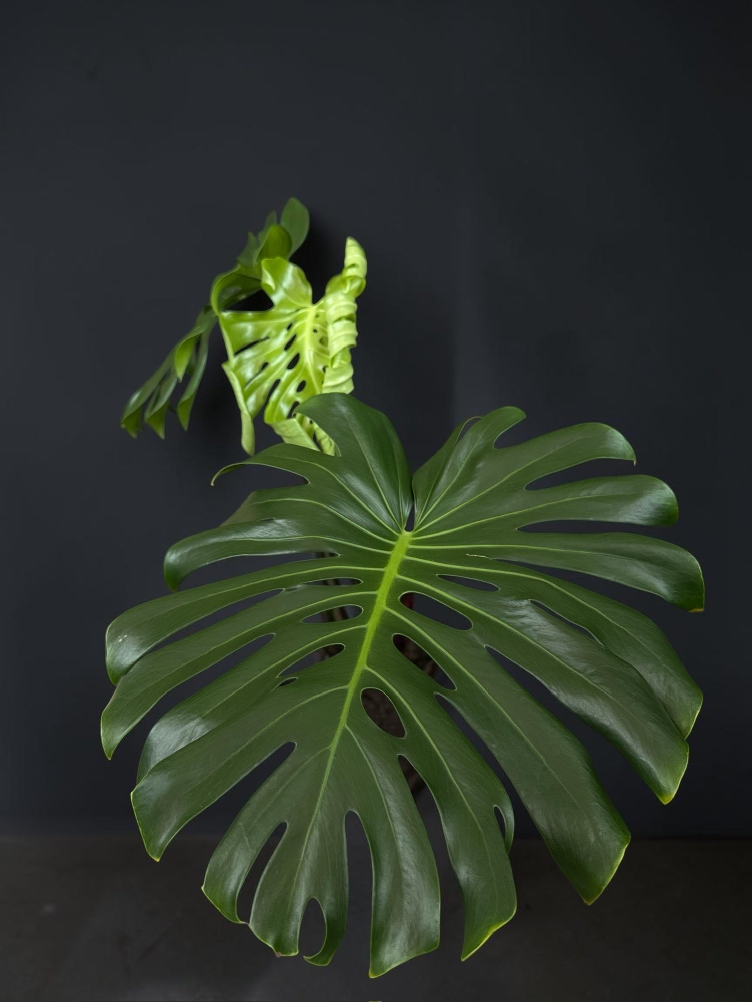 Monstera deliciosa — Mature Green Monstera