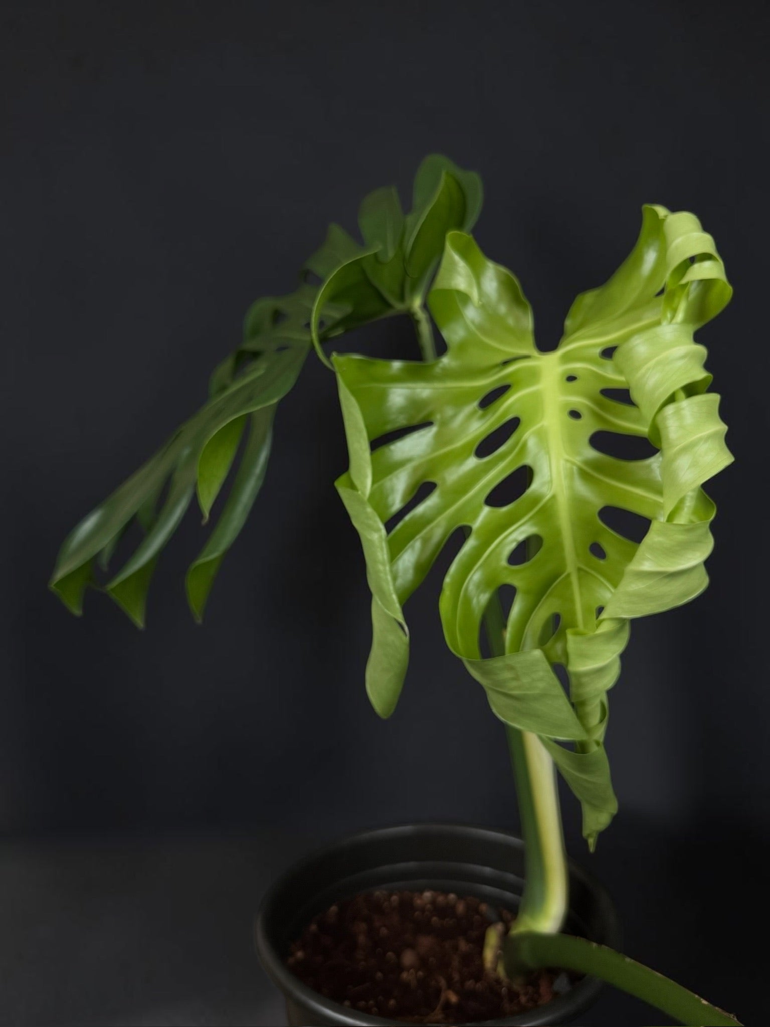 Monstera deliciosa — Mature Green Monstera