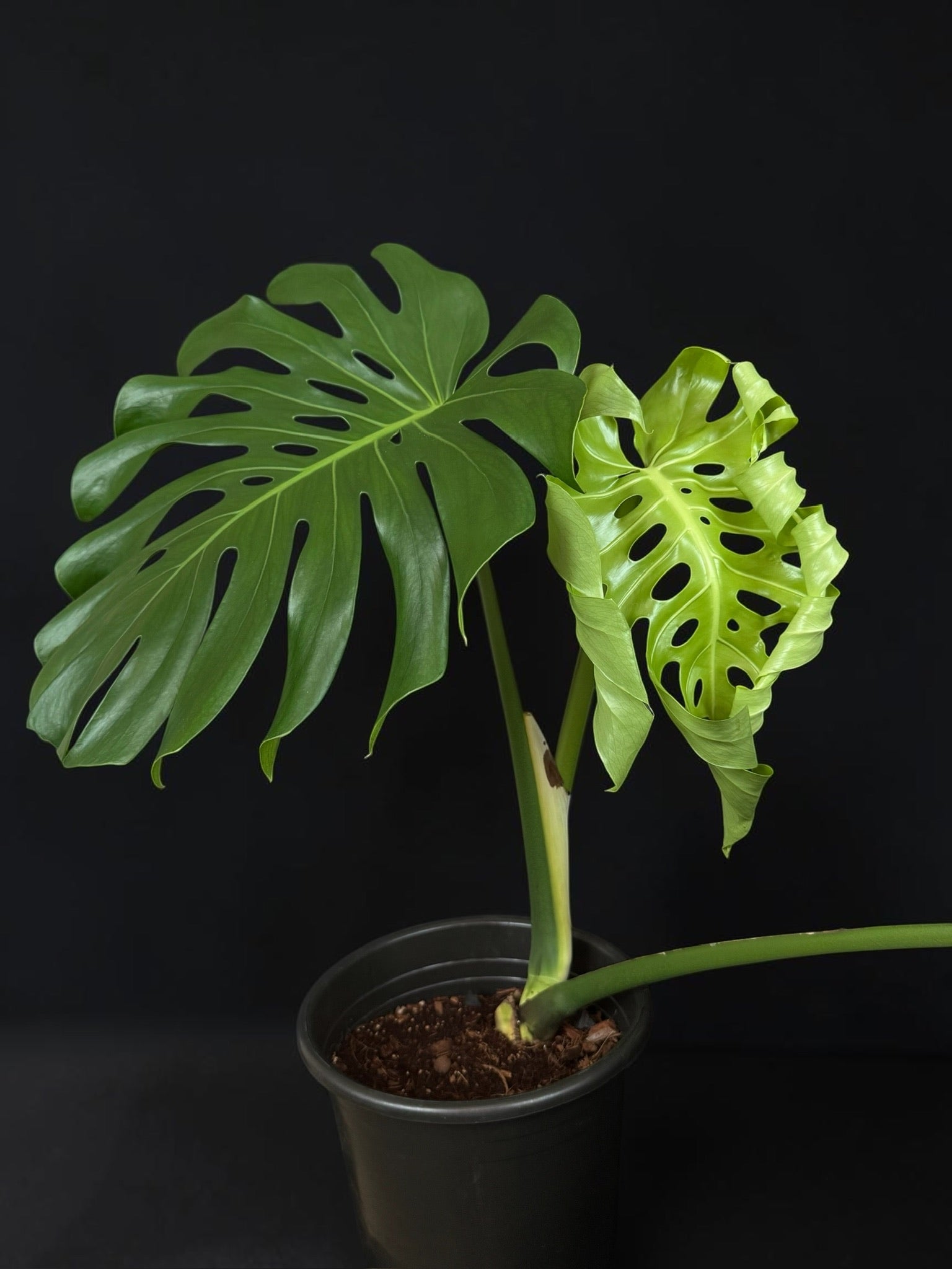 Monstera deliciosa — Mature Green Monstera